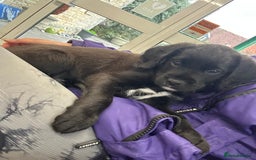 Mixed Breed dogs for sale:  Boxer-Doodle - Image 6