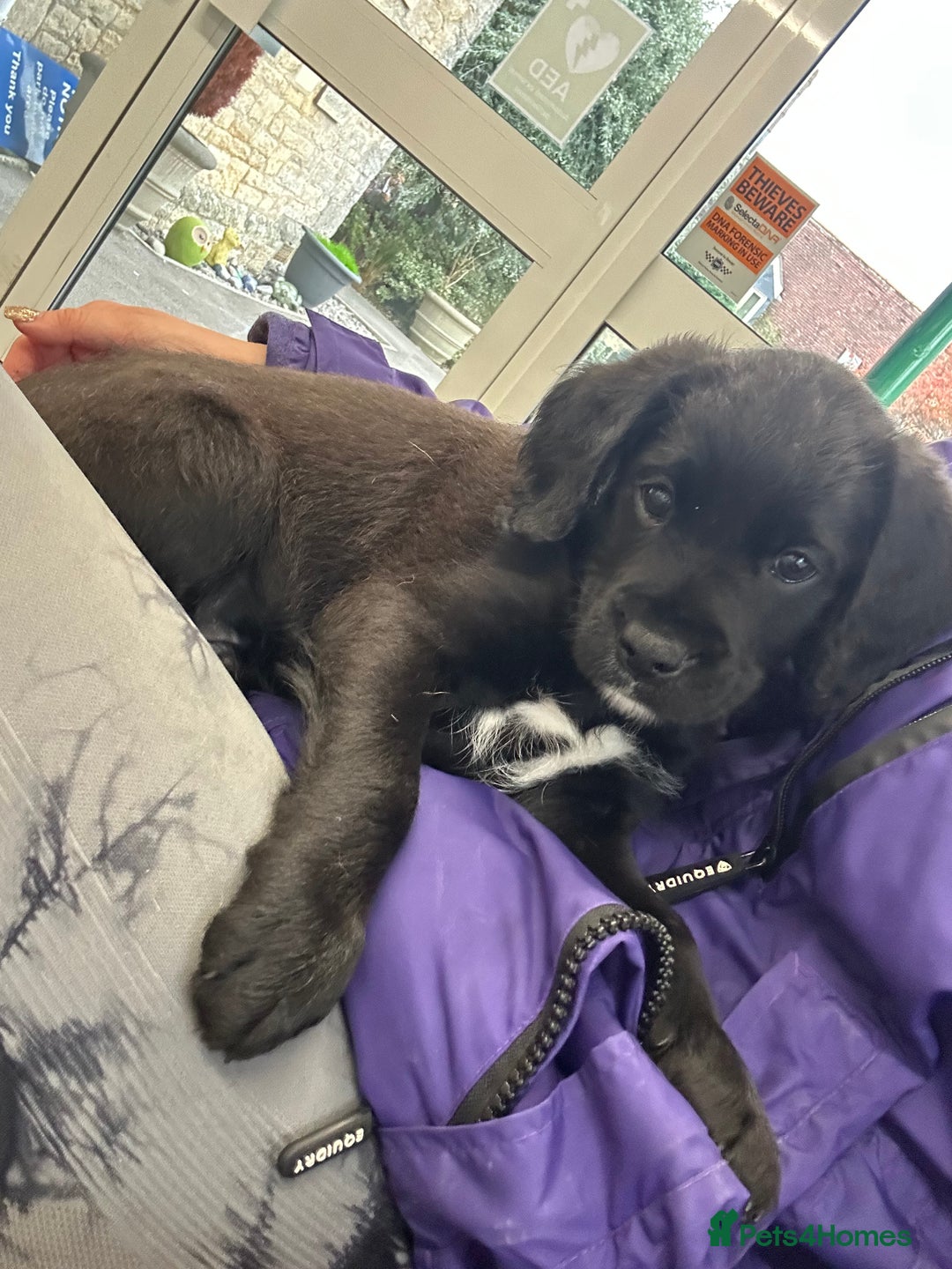 Mixed Breed dogs for sale:  Boxer-Doodle - Image 6