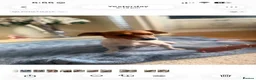 Jack Russell dogs for sale: Jack russell  - Advert 4