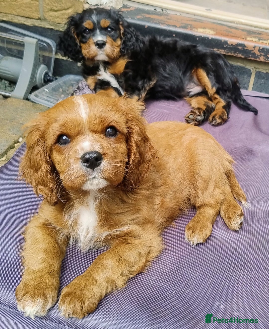 Farm Cavalier King Charles Craigslist Beagle Rescue Rescue Groups