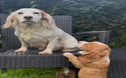 Cocker Spaniel dogs for sale: KC Cocker spaniel pups  - Image 14