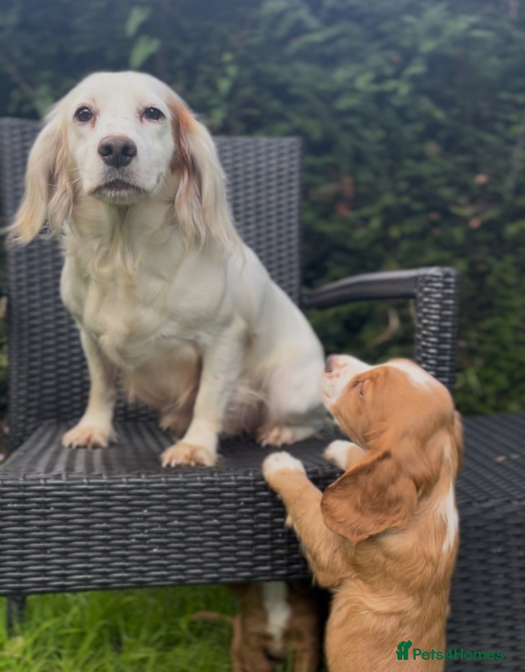 Cocker Spaniel dogs for sale: KC Cocker spaniel pups  - Image 14