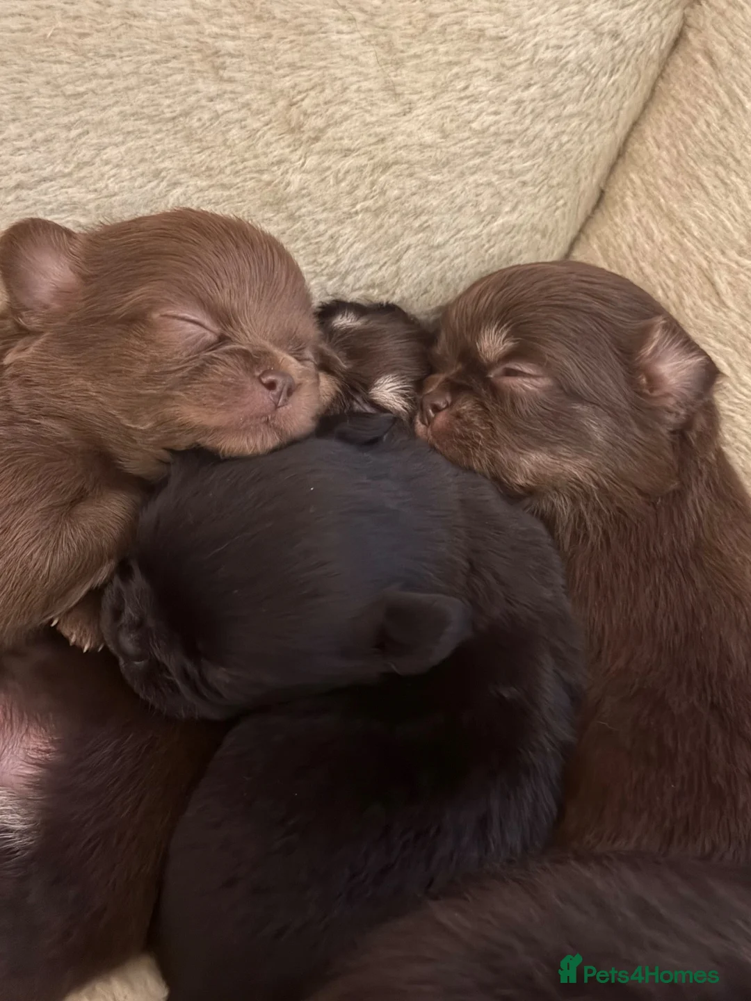Chihuahua dogs for sale: Adorable KC REG tiny long haired chihuahuas💕 - Advert 2