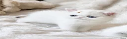 Exotic cats for sale: Extremely rare exotic female kitten - Advert 3