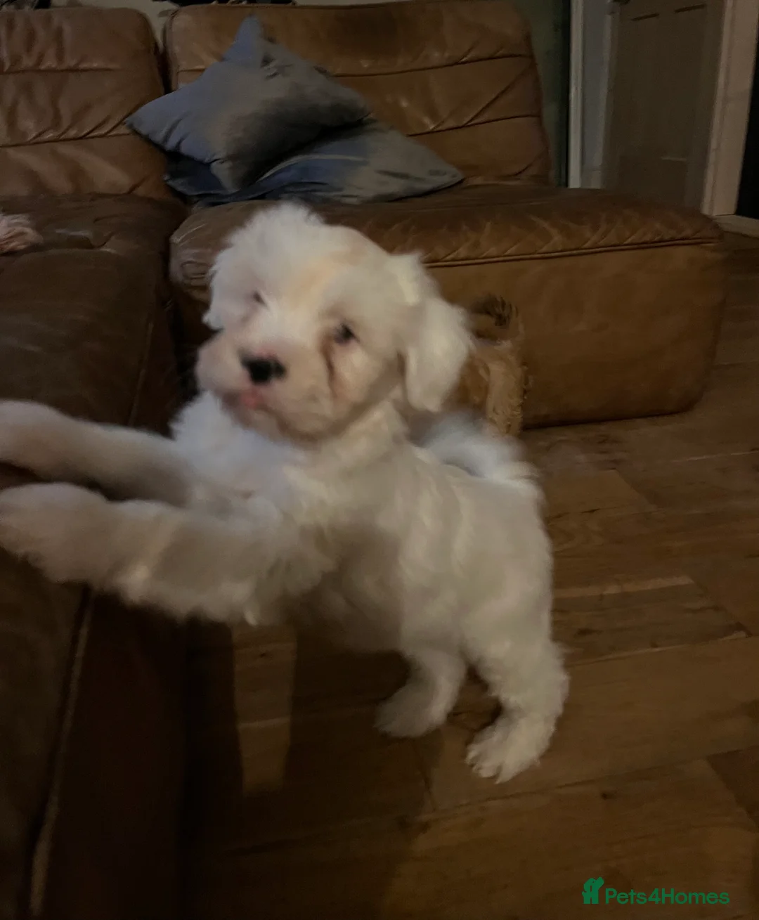 Tibetan Terrier dogs for sale: Tibetan terrier puppies for sale  - Advert 6