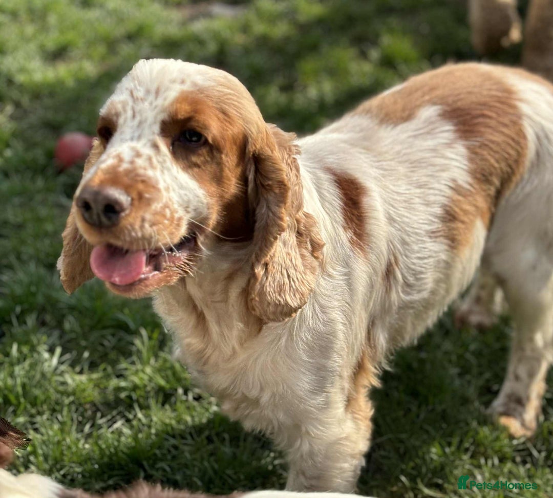 Sprocker dogs for sale: Adorable F1 Sprocker Spaniel Babies.  - Advert 18