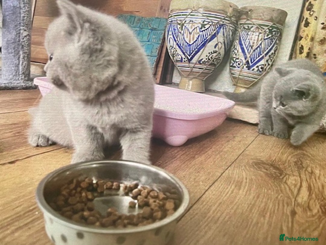 British Shorthair cats for sale: Two cuddly blue boys from loving family home - Image 3