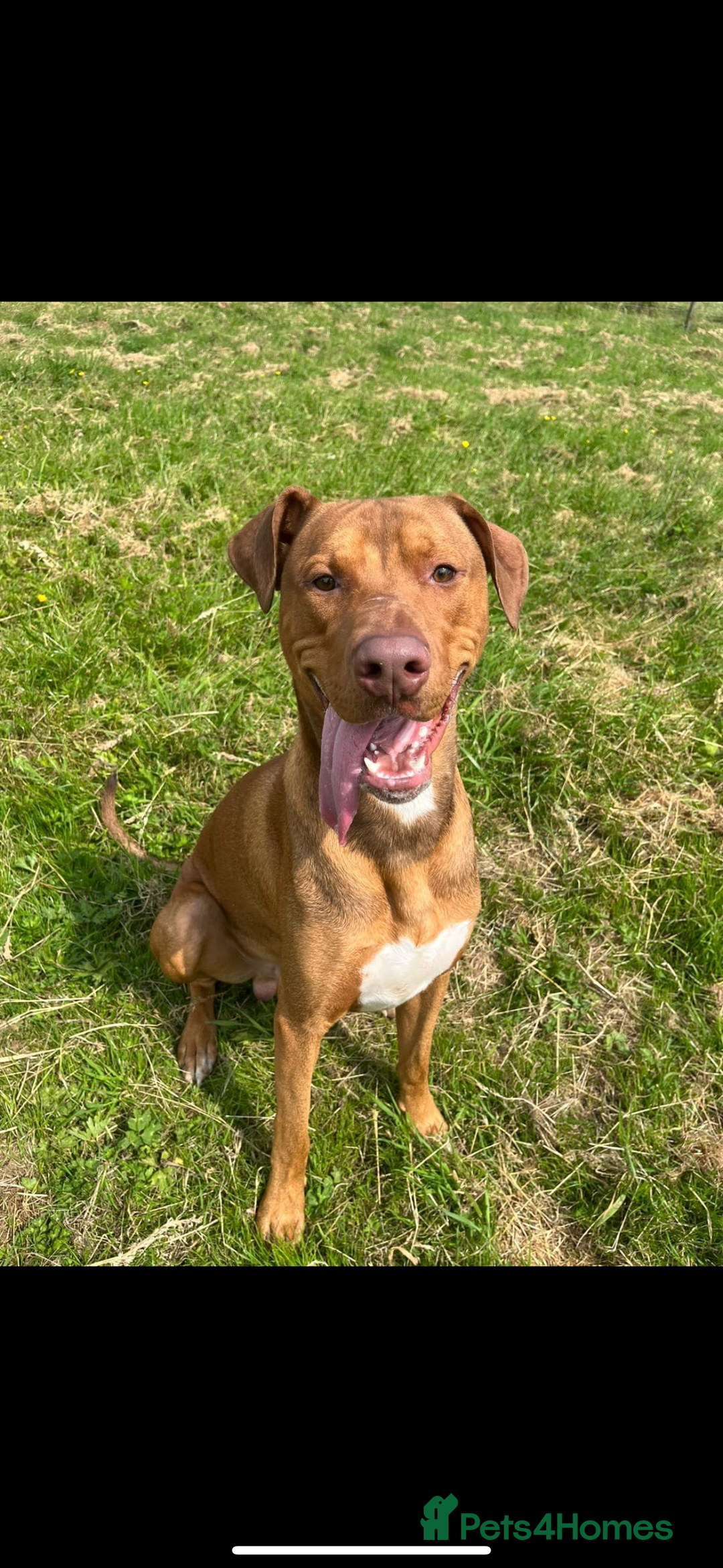 Mixed Breed dogs for sale: 2 Year Old Doberman cross American Bully - Advert 4