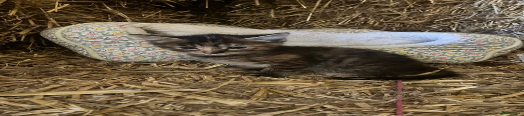 Domestic Shorthair Kitten 2