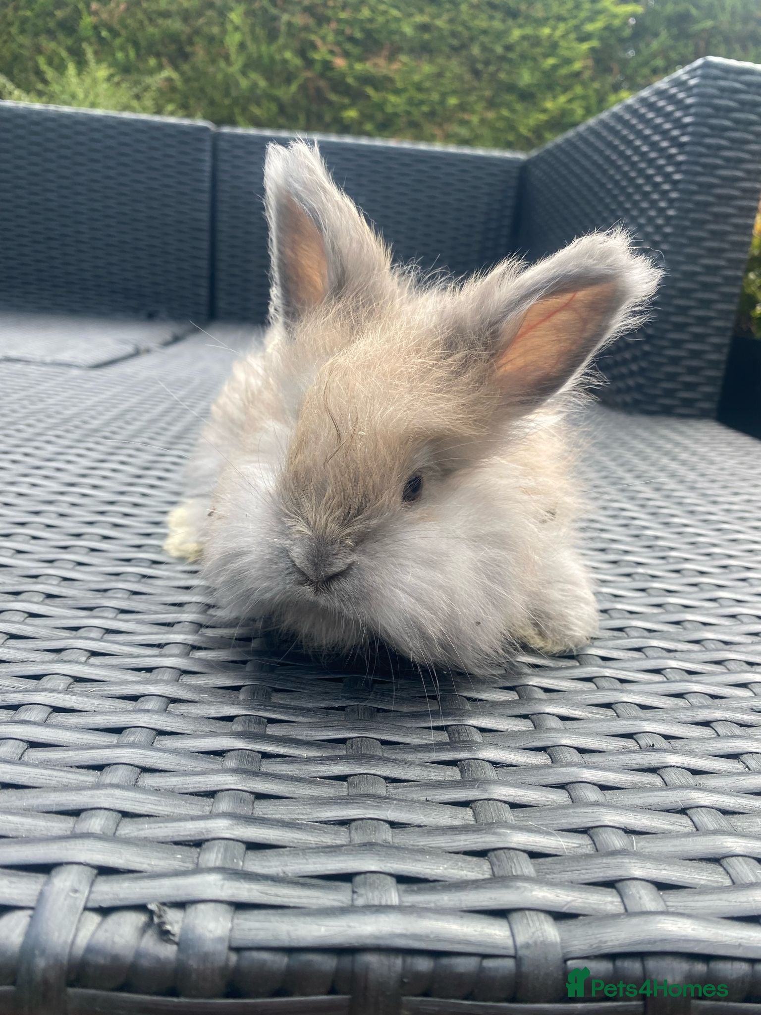 Angora rabbits Pure bred Angora bunnies £185 - Advert 3