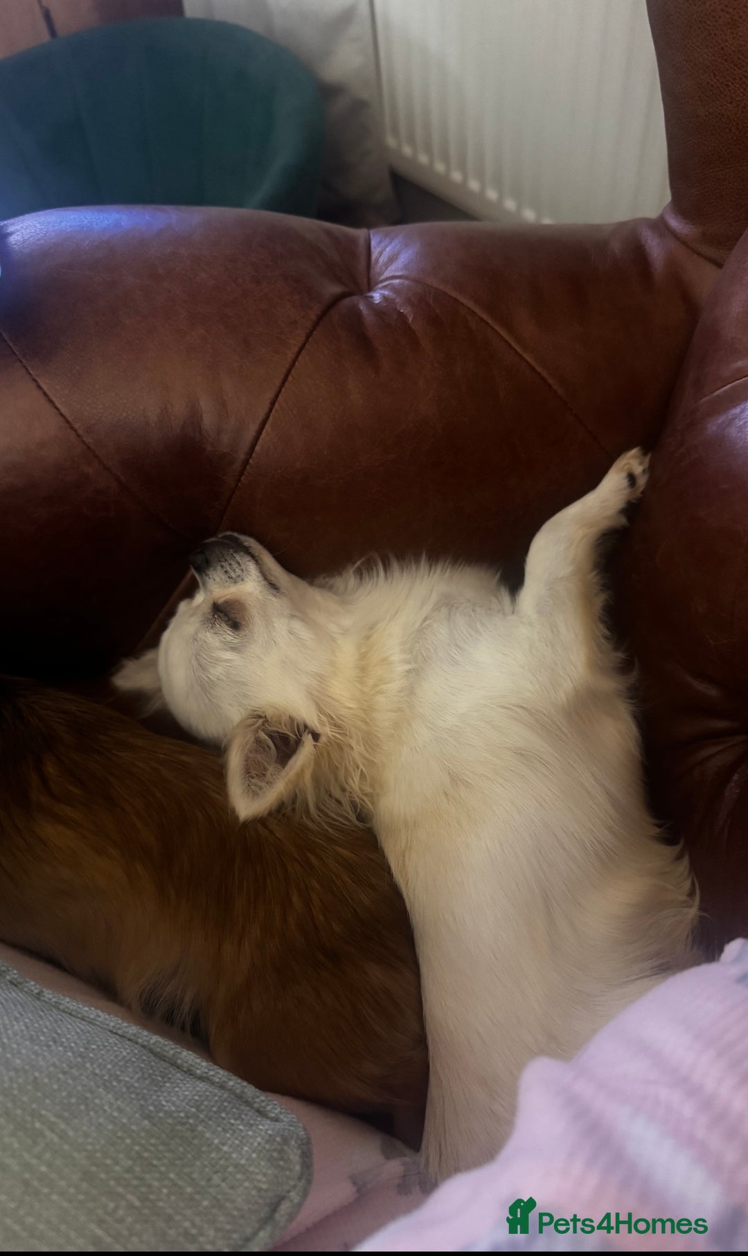 Chihuahua dogs for sale: KC Registered L/C Chihuahuas - Image 3