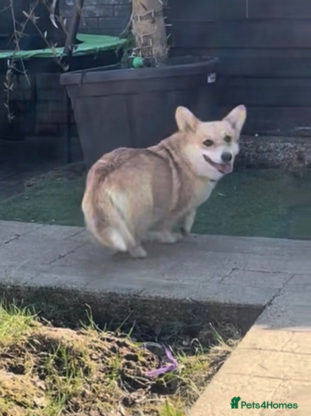 Welsh Corgi Pembroke dogs Female Welsh Pembroke corji - Advert 3