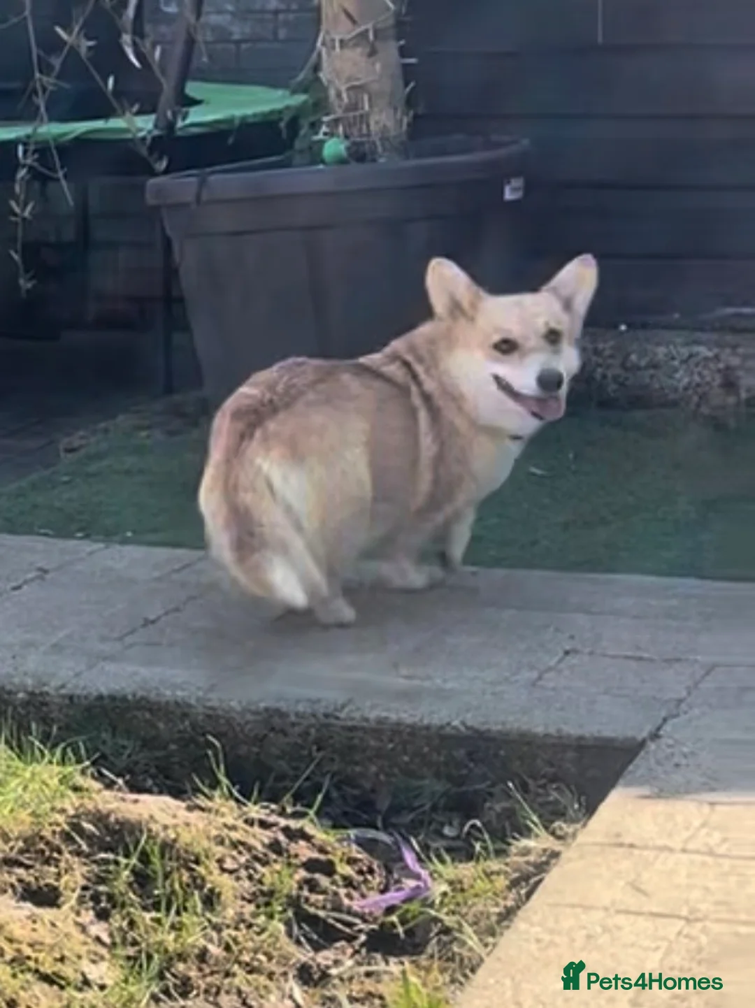 Welsh Corgi Pembroke dogs for sale: Female Welsh Pembroke corji - Advert 1