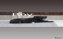 Lurcher dogs for sale: ⭐️beautiful lurcher puppy’s  - Image 9