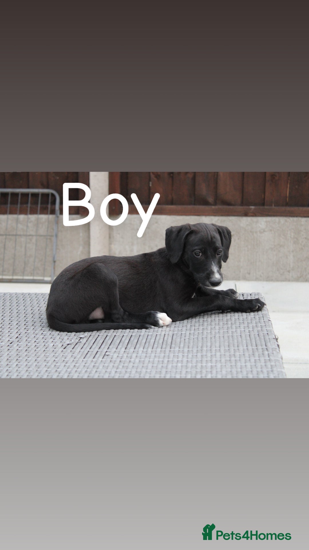 Lurcher dogs for sale: ⭐️beautiful lurcher puppy’s  - Image 9