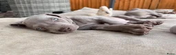 Weimaraner dogs for sale: Beautiful KC reg Weimaraner’s forever homes req - Advert 18