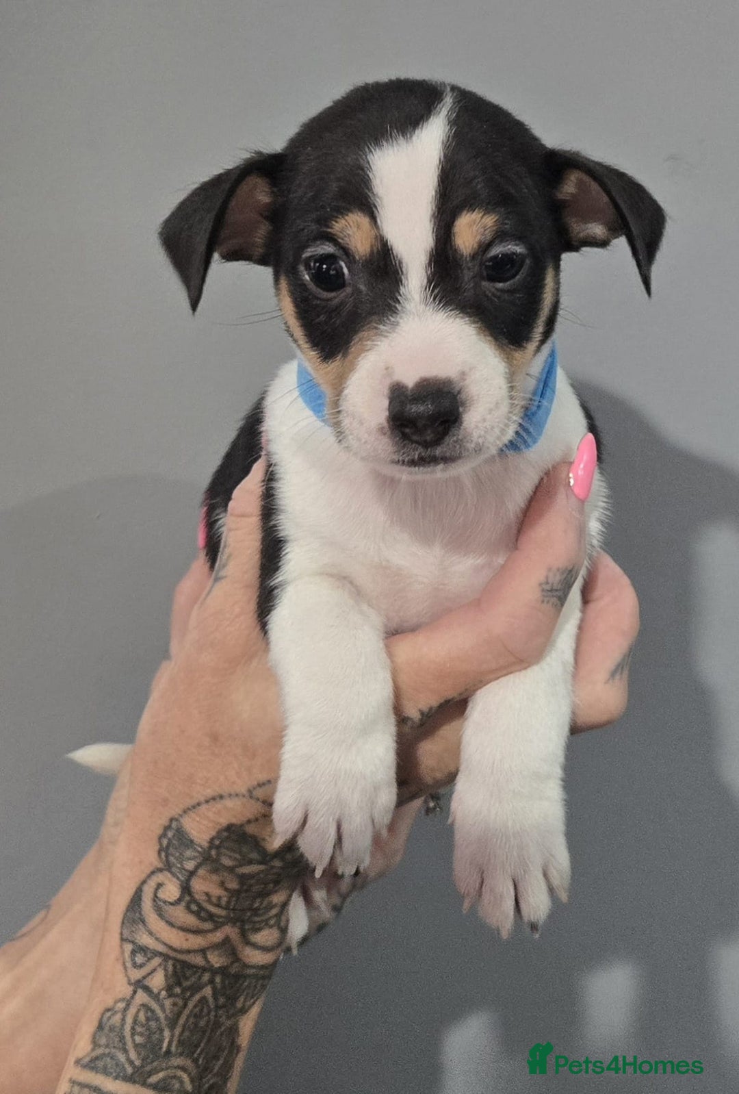 Jack Russell dogs for sale: Jack Russel puppys  - Advert 7