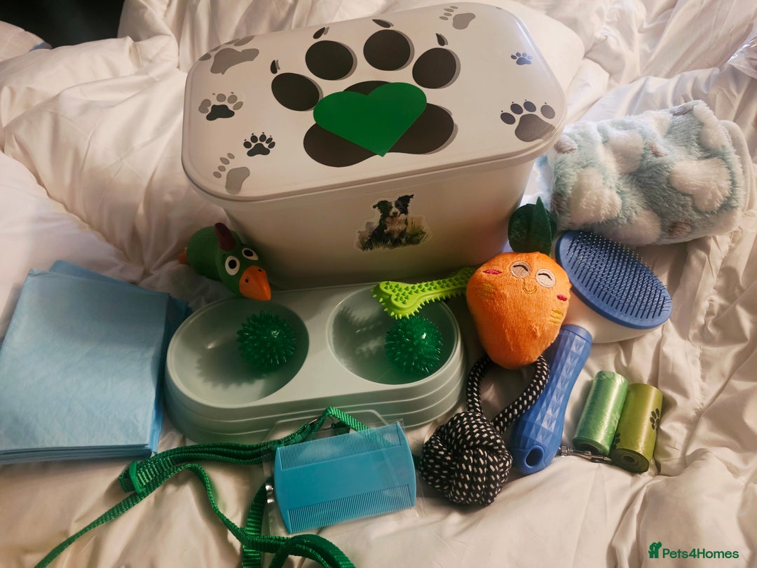 Border Collie dogs for sale: Border Collie Puppies - Image 14