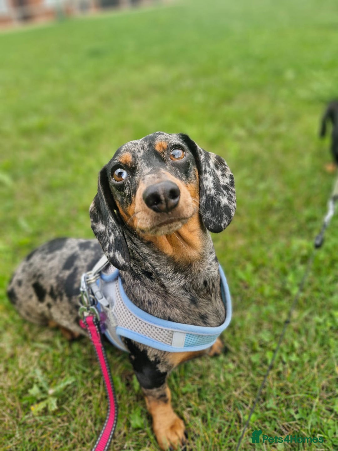 Miniature Dachshund dogs for sale: ✨ Miniature Dachshund puppies for sale!! ✨  - Image 8