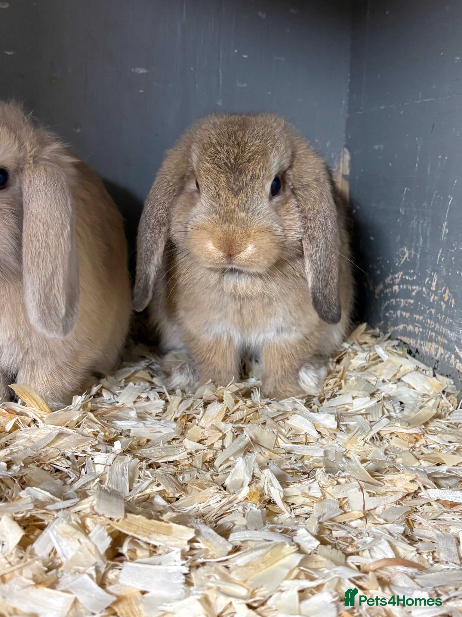Mini Lop rabbits 1 buck 2 does ready to leave  - Advert 9