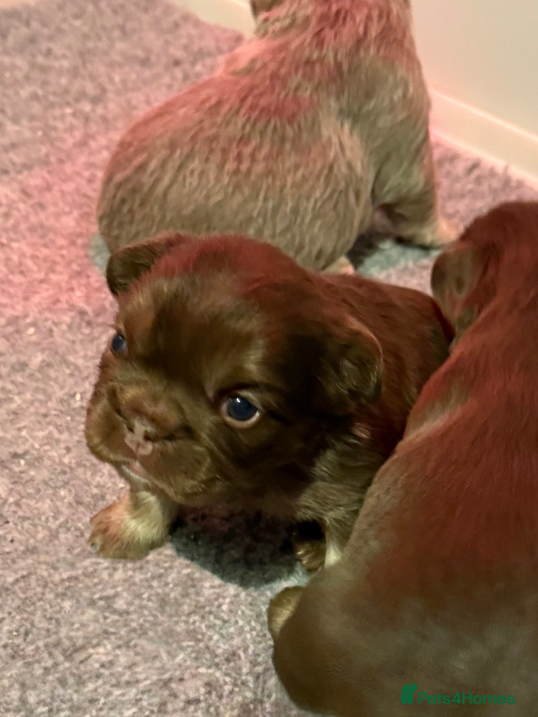 French Bulldog dogs for sale:  fluffy frenchies - Advert 6