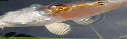 Koi Carp fish for sale: Koi carp - Advert 3
