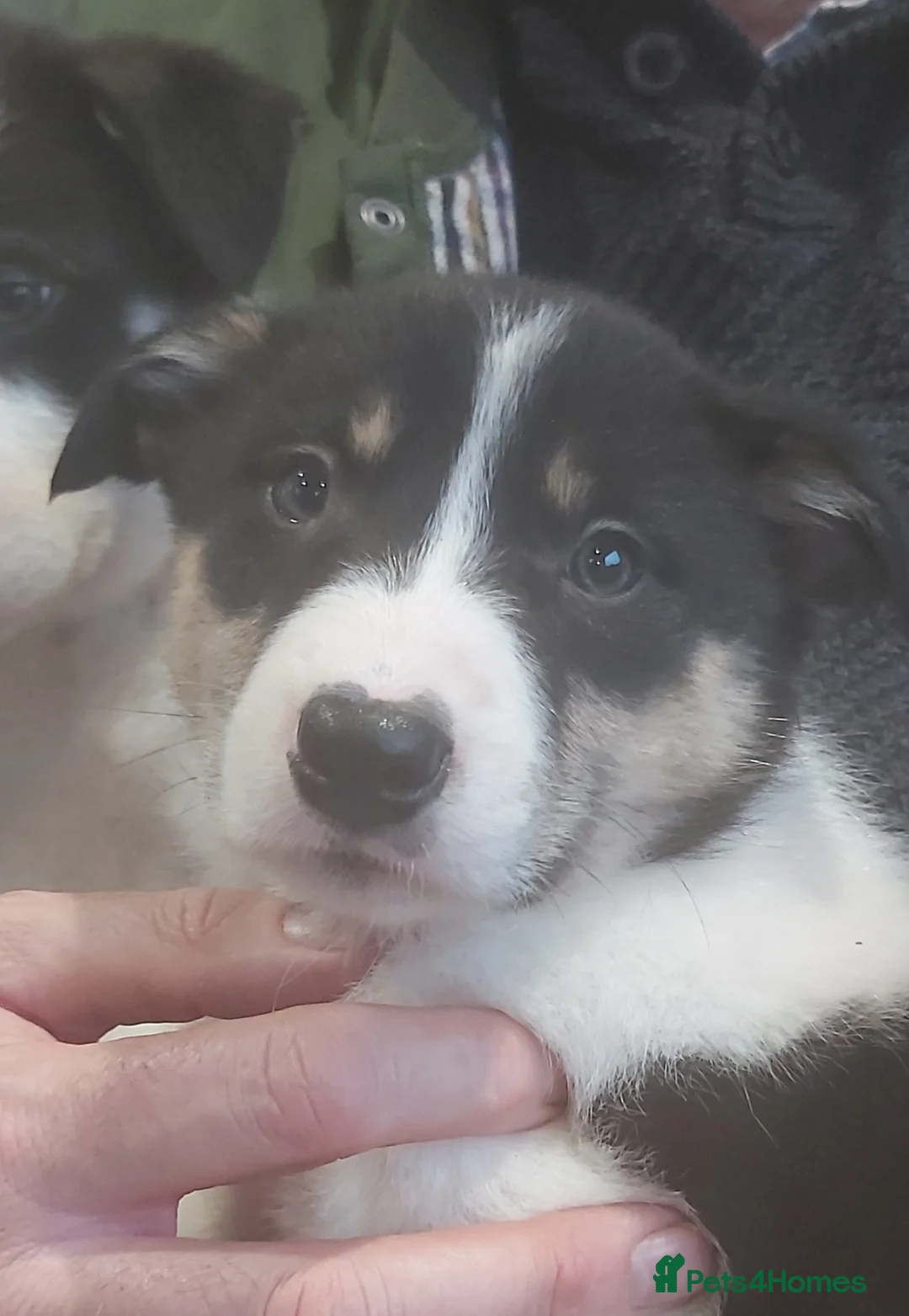 Border Collie dogs for sale: Beautiful Tri Coloured Border Collie Puppies - Advert 15