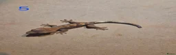 Gecko reptiles for sale: 💞 5 crested gecko babies🤩 for sale prices vary. - Advert 12
