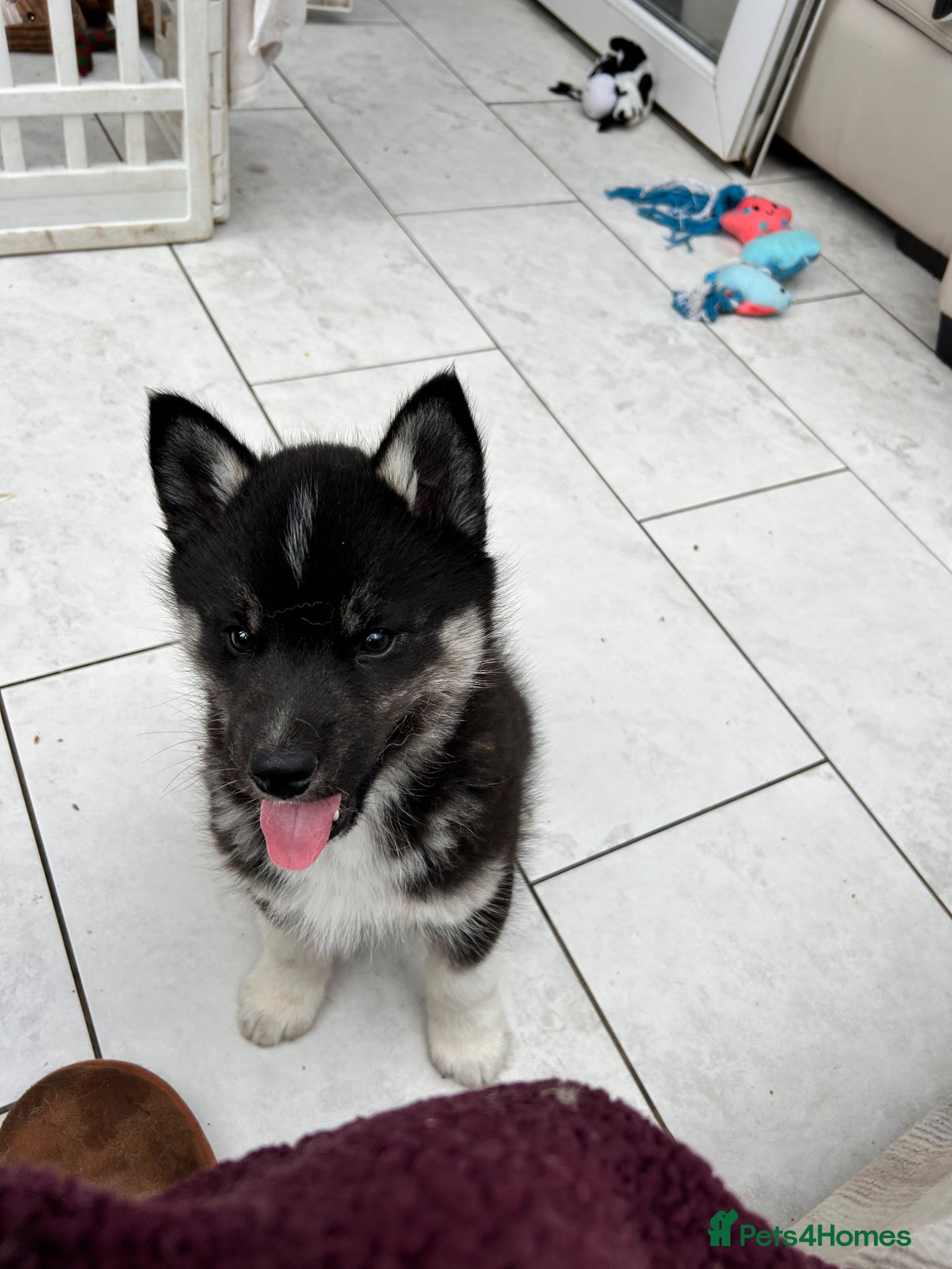Siberian Husky dogs Siberian husky pure breed  - Advert 1