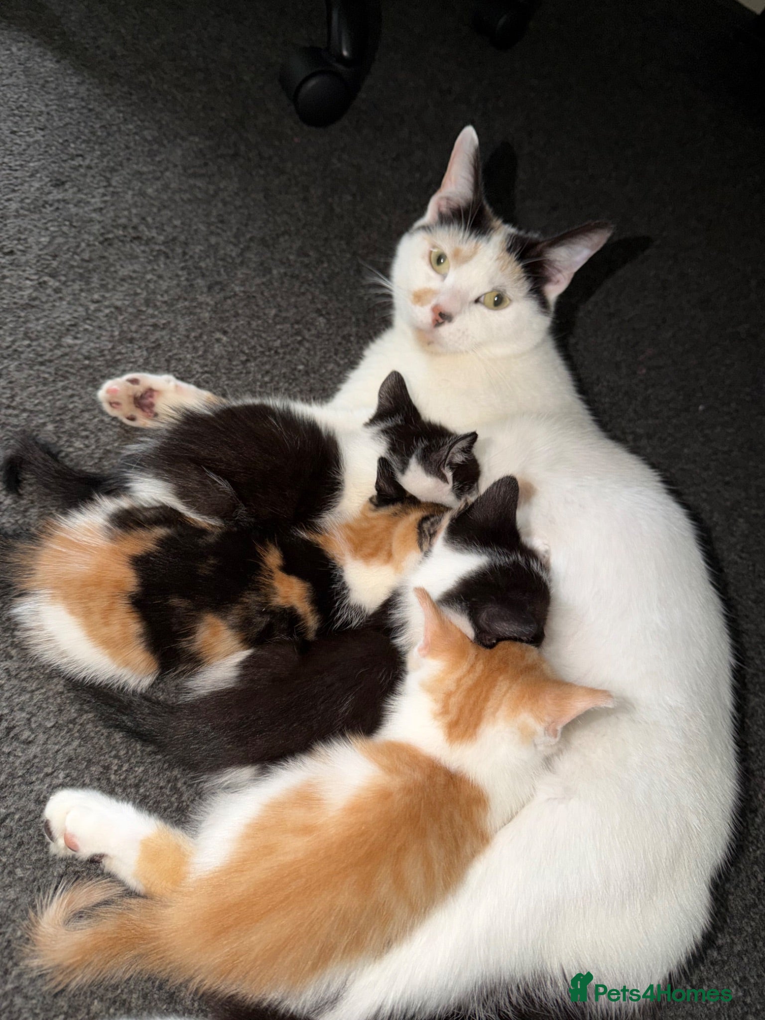 Mixed Breed cats Black and white kittens  - Advert 4