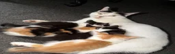 Mixed Breed cats for sale: Black and white kittens  - Advert 1