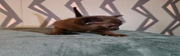 Burmese cats for sale: Outstanding Pedigree Burmese Kittens,Vet checked - Advert 9