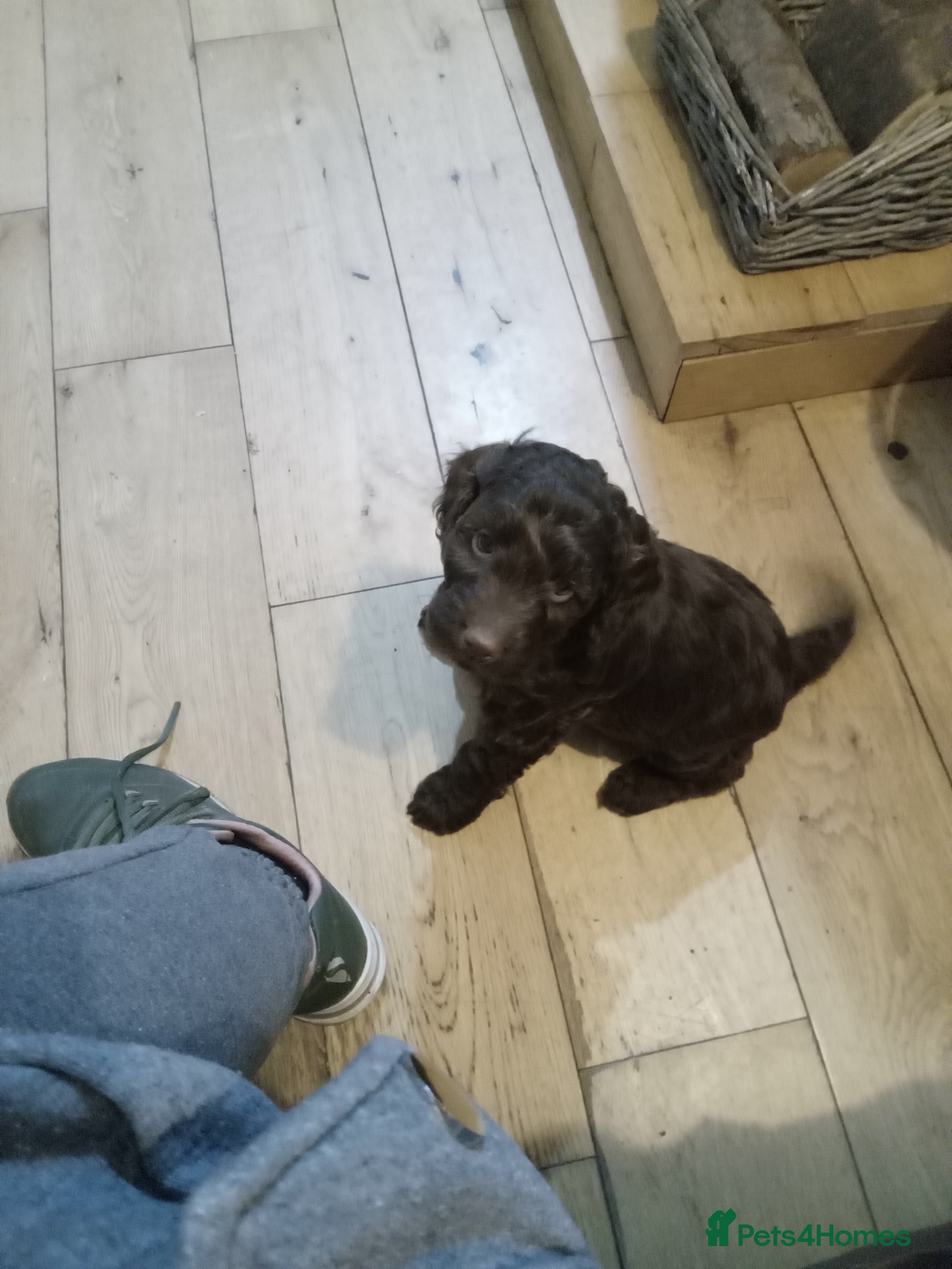 Cockapoo dogs Cockerpoo Puppies - Advert 6