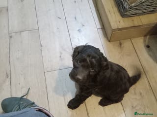 Cockapoo dogs Cockerpoo Puppies - Advert 6