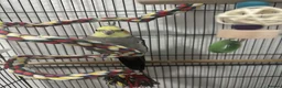 Cockatiels birds for sale: Beautiful male cocktail - Advert 6