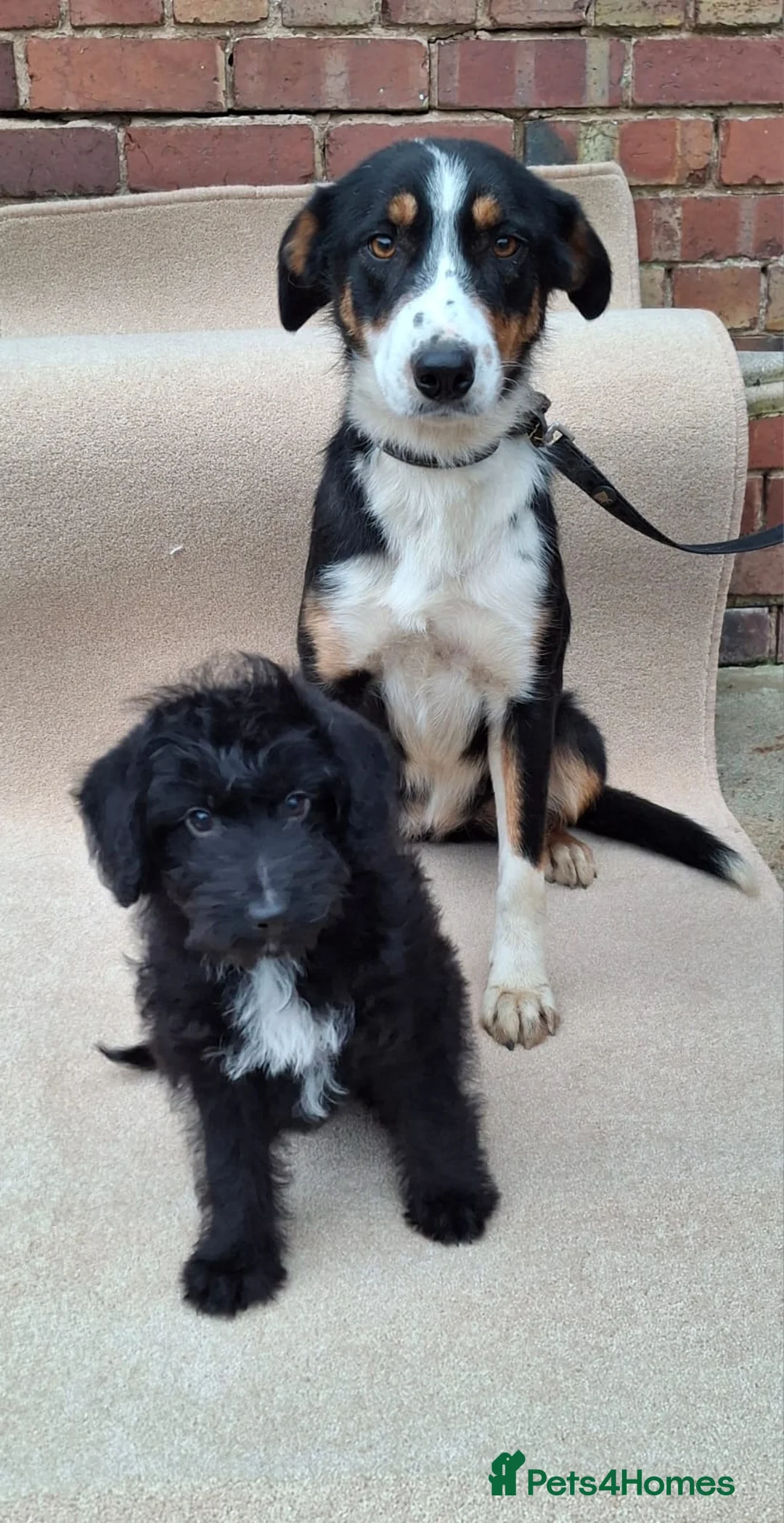 Bordoodle dogs for sale: Bordoodle puppy - Advert 3