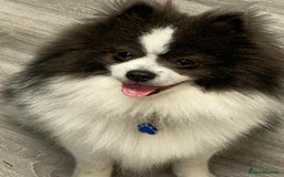 Pomeranian dogs for stud: Pomeranian from champion bloodlines for stud: £250 - Image 4