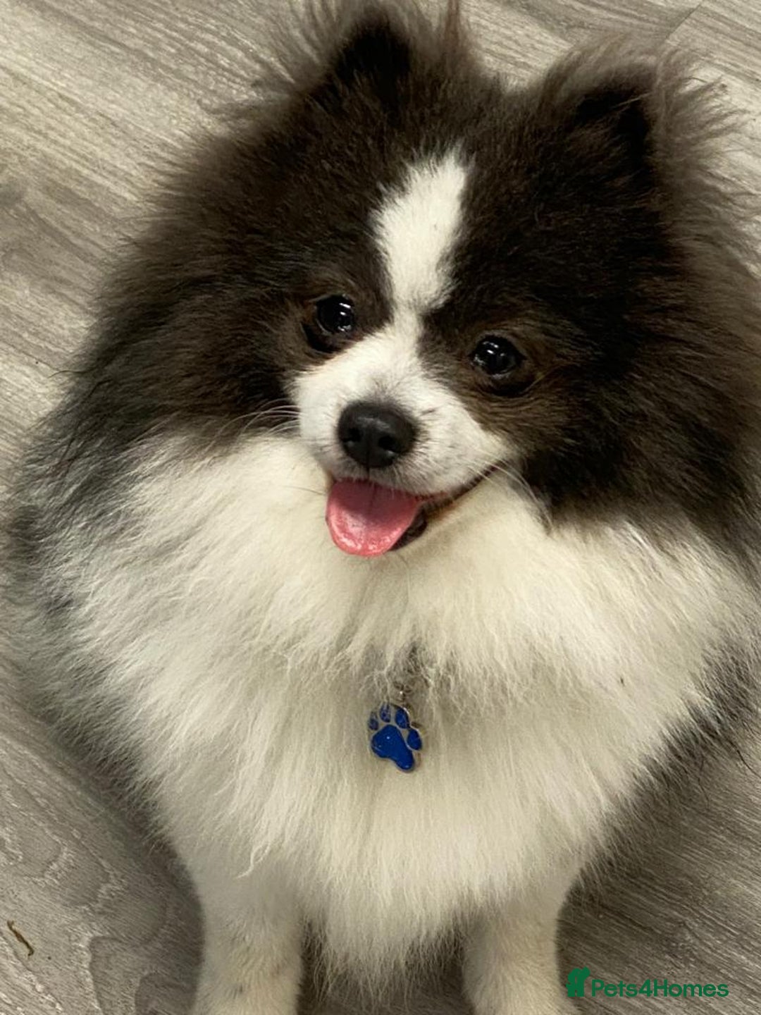 Pomeranian dogs for stud: Pomeranian from champion bloodlines for stud: £250 - Image 4