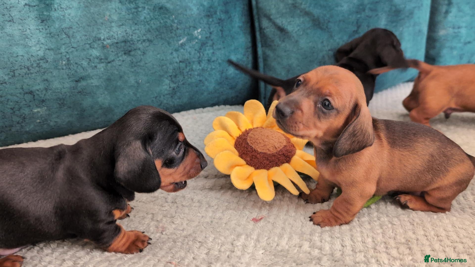 Dachshund dogs Mini dachshund puppies - Advert 6