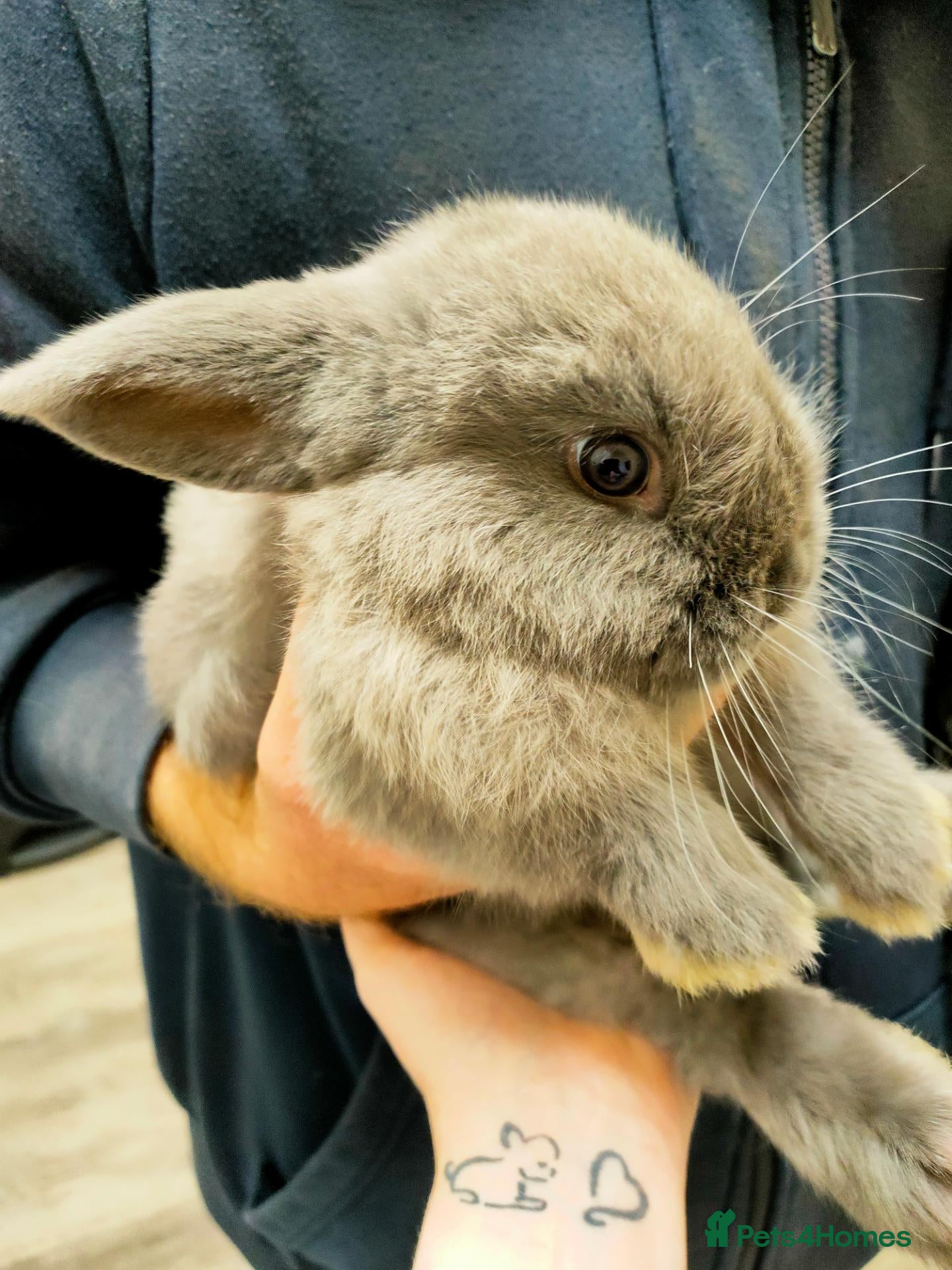 Mini Lop rabbits for sale: Beautiful 3/4 mini lop 1/4 English spot Boy - Advert 1