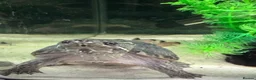 Turtle reptiles for sale: Two Common Musk Turtles  - Advert 5