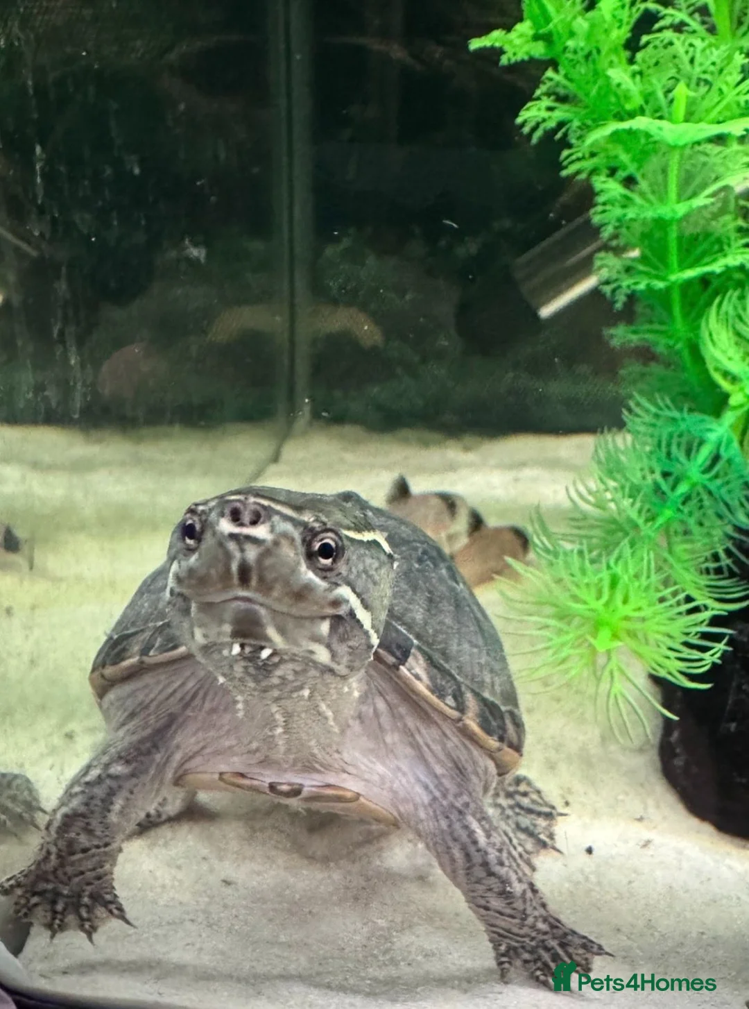 Turtle reptiles for sale: Two Common Musk Turtles  - Advert 5