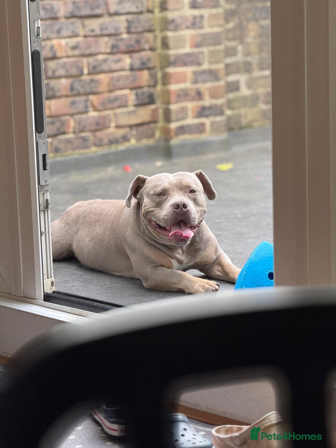 American Bully dogs for sale: Pocket Bully - Advert 4