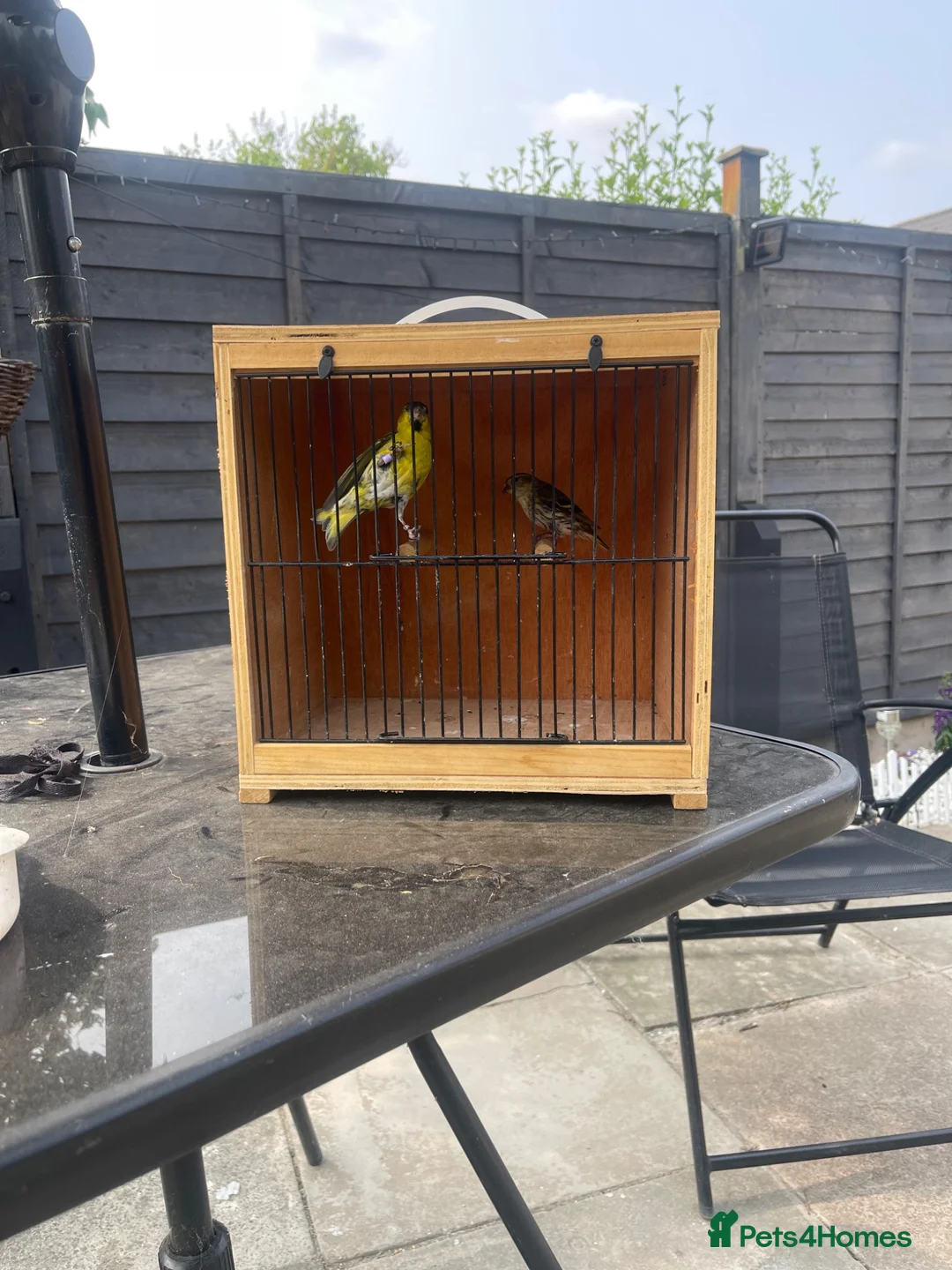 Finches birds for sale: Pair siskin - Advert 1