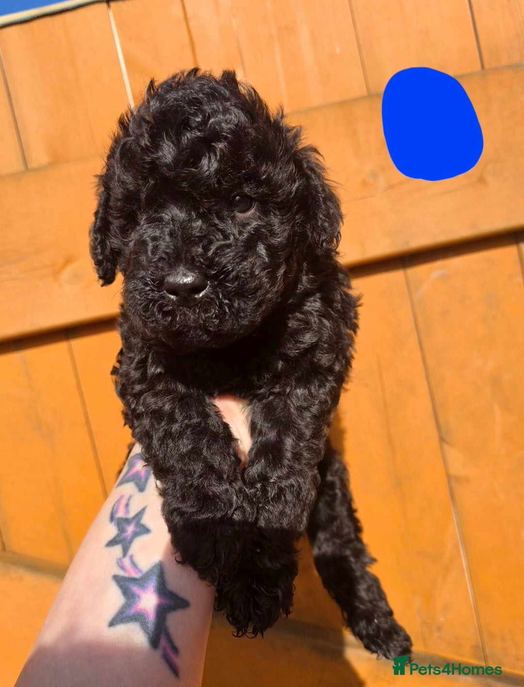 Mixed Breed dogs Miniature labradoodle cockapoo x bedlington  - Advert 9