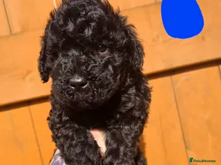 Mixed Breed dogs Miniature labradoodle cockapoo x bedlington - Advert 3