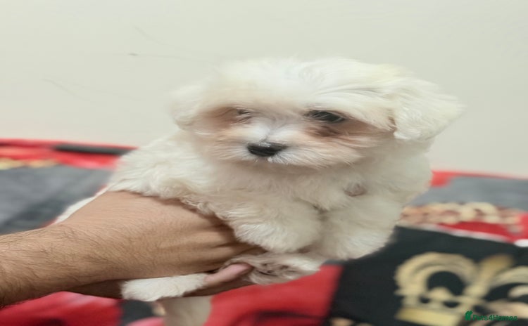 Havanese dogs - Advert 1