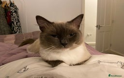 Ragdoll cats for sale: Super affectionate male ragdoll house cat - Advert 5