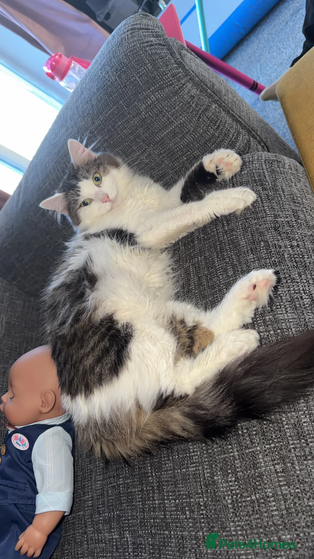 British Longhair cats for sale: Lovely 1 year old long hair  - Advert 3