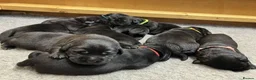 Labrador Retriever dogs for sale: CHUNKY SHOW TYPE BLACK KC REG LABRADOR PUPPIES - Advert 7